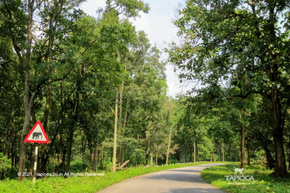 Road to Wayanad through Nagarhole National Park
