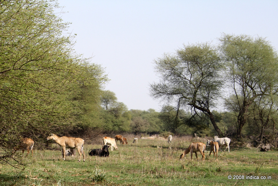 Feral cattle inside the national park