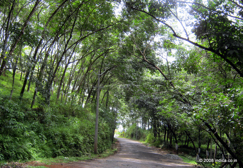 Kerala has significant rubber growing regions.