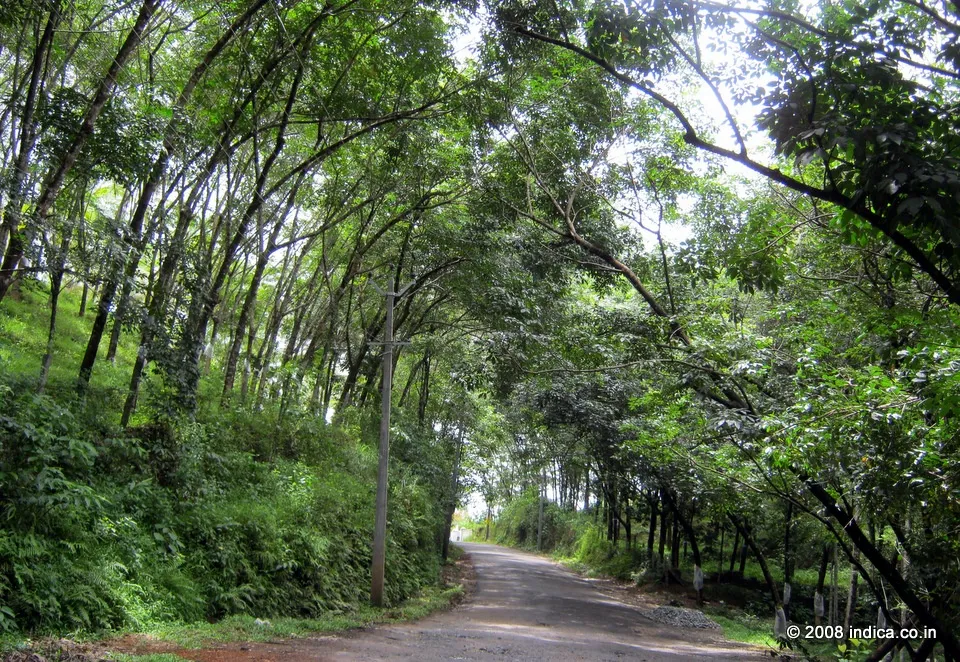 Kerala has significant rubber growing regions.