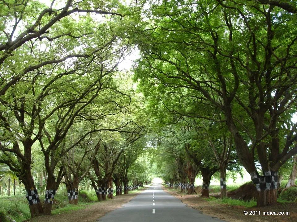 Tamarind lined road near Udumalpet