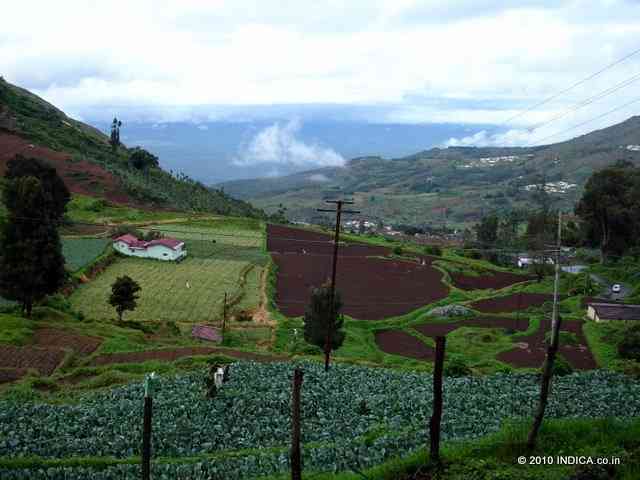 Cabbage and Carrot farms on the outskirts of Ooty town. The forest land suddenly gives way to the cultivated land as you nears the outskirts of Ooty.  