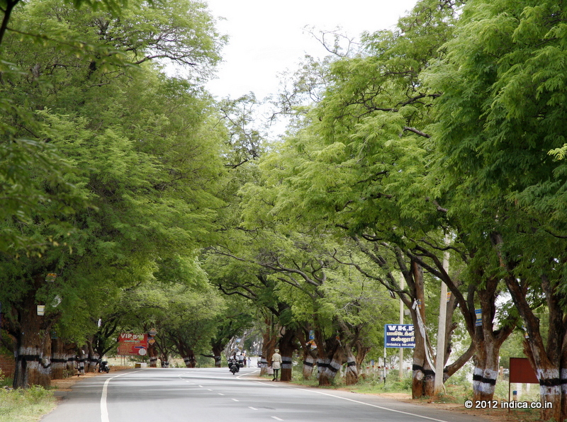 Tamarind tree lined NH208 is a scenic route from Kollam to Madurai via Tirumangalam