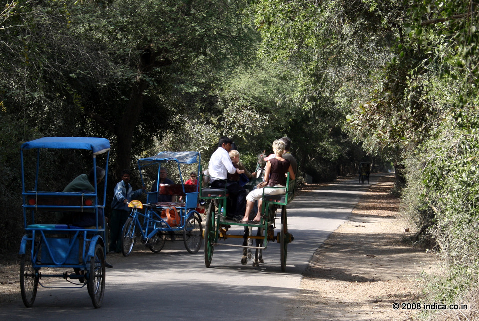The popular choice is the cycle rickshaws to tour the Keoladeo National Park.