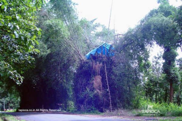 Bamboo Watchtower in Wayanad