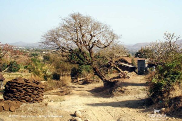 Way to Bedse Cave
