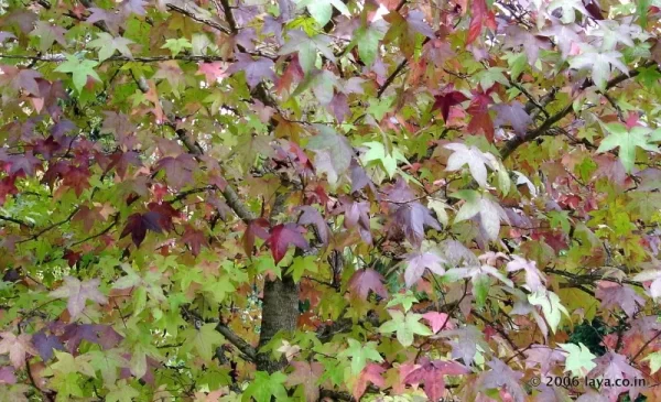 Maple Tree in Sims Park in Coonoor near Ooty