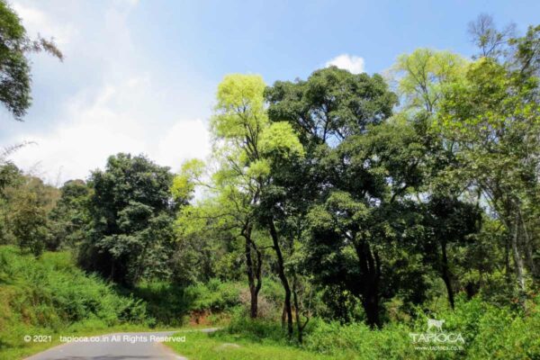On Thirunelli to Kattikulam Road