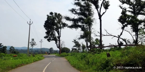 Road in Wayanad on the way to Thirunelli