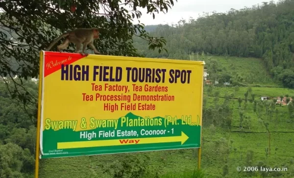 Tea Garden in Ooty