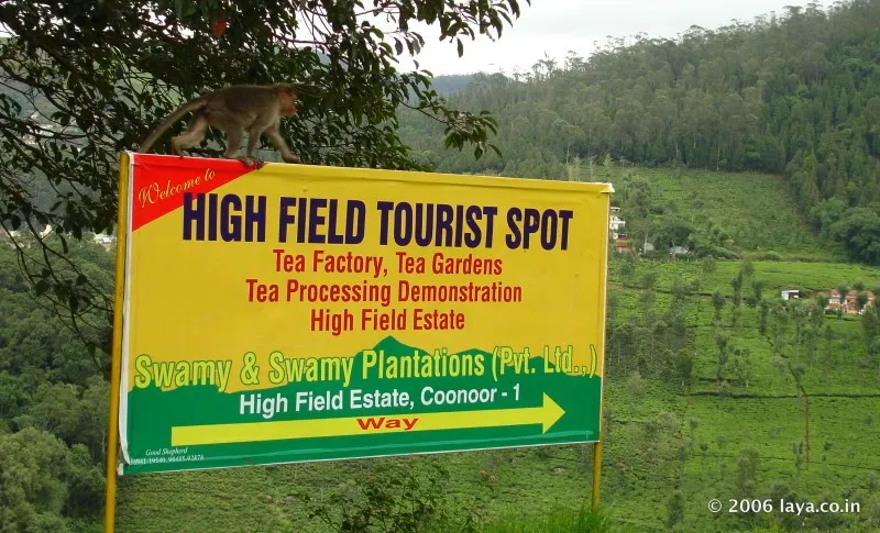 Tea Garden in Ooty