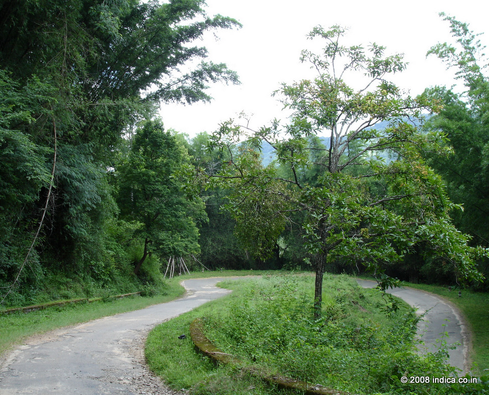 Road towards Guest House area in Indira Gandhi National Park.