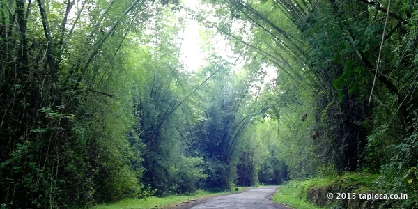 Road through the forest to Thirunelli Temple
