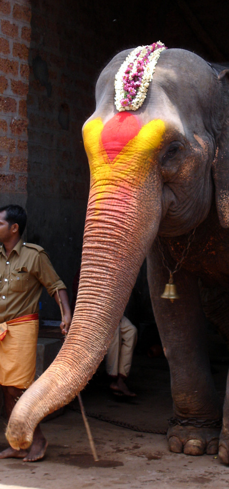 Temple elephant at Kukke Subhrimaniya