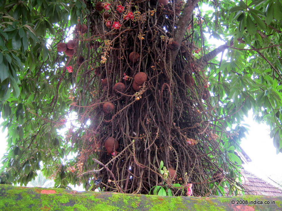 Cannon ball tree (Couroupita guianensis) athe Janarthana Temple in Varkala 