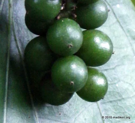 On harvesting the beads look smooth and dark green in colour. After a few days of sun drying, the outer husk wrinkles and the green turns into the characteristic black color.