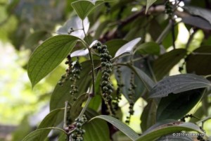 Pepper vine