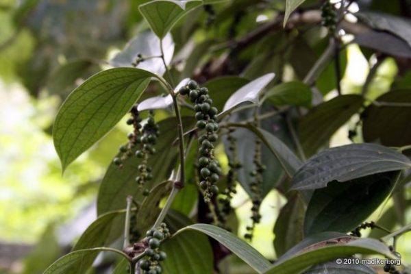 Pepper vine