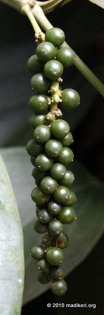Pepper corn