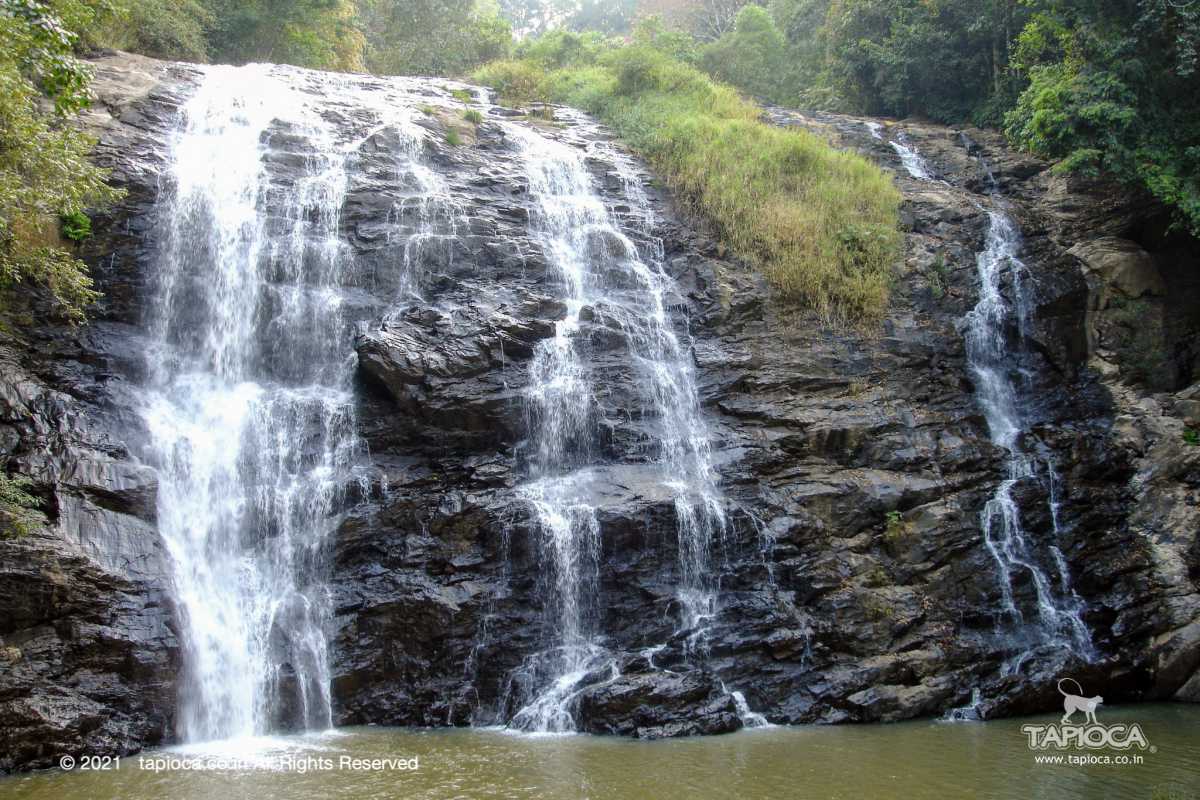 Abby falls is at a short distance from Madikeri town.