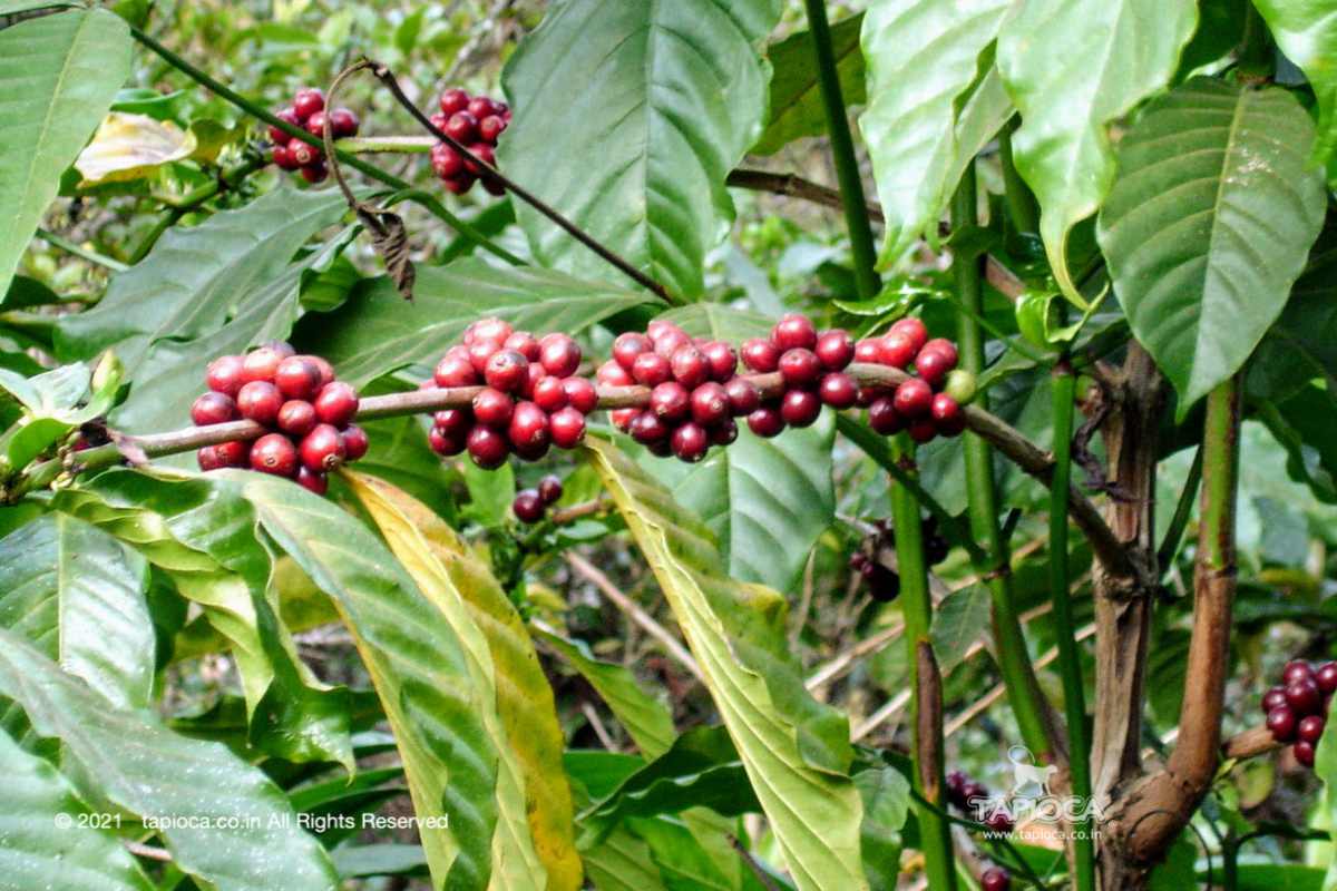 Ripen coffee beans ready for harvesting.