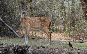 Spotted Deer Spotted Deer