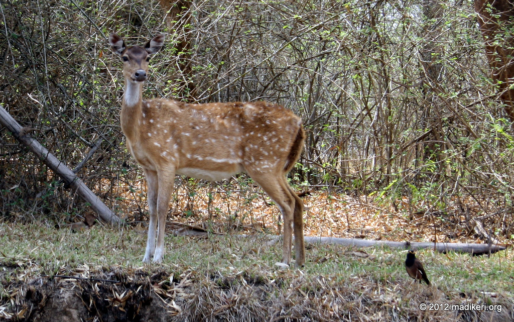 Spotted Deer (Axis axis) 