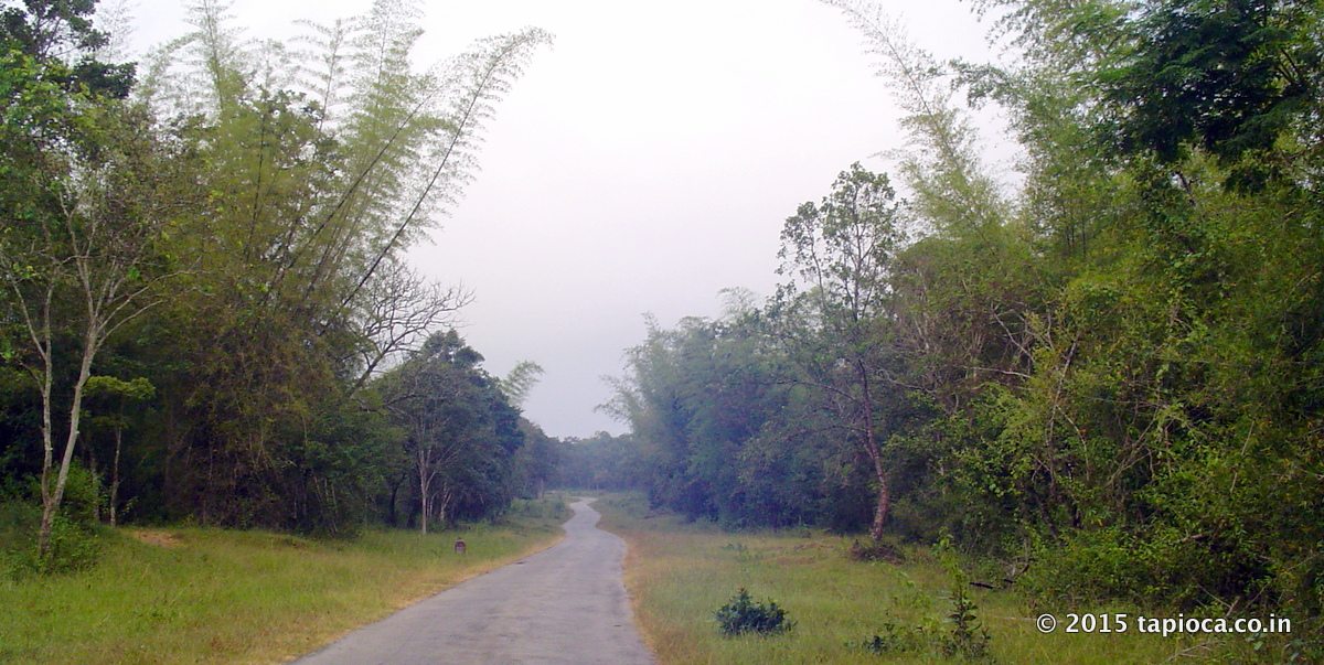 Road to Kutta through Nagarhole NP
