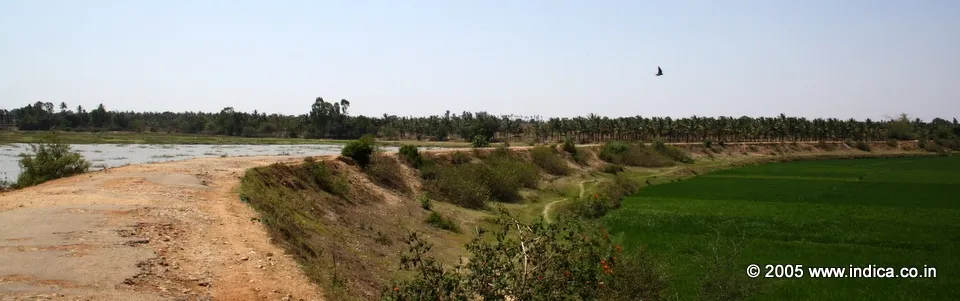 The road that built on a bund that takes you to Koravangala village