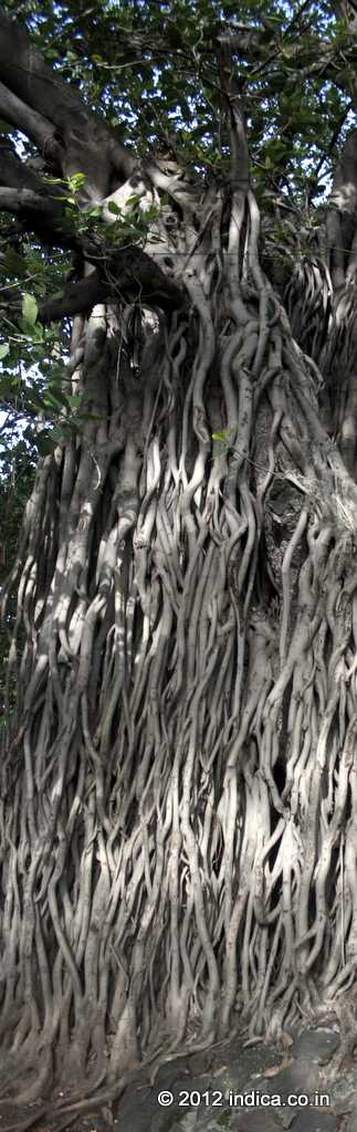 Peculiar Banyan tree its roots hanging from branches . Pataleshwar Caves in Pune