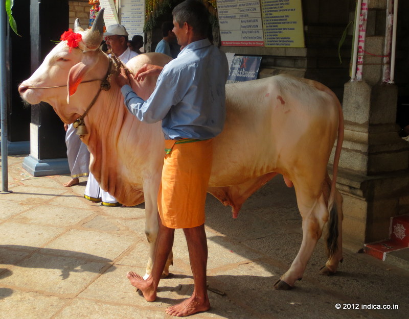 Bull at Sringeri temple. . They are treated with a lot of reverence by the devotees 