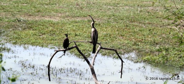 Inside the Keoladeo National Park