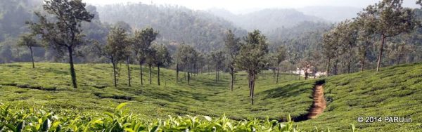 Tea Plantations in Wayanad
