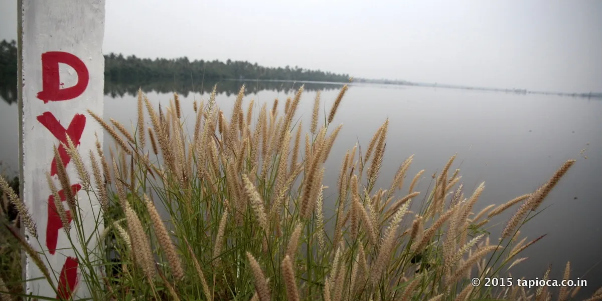 Cherai Backwaters