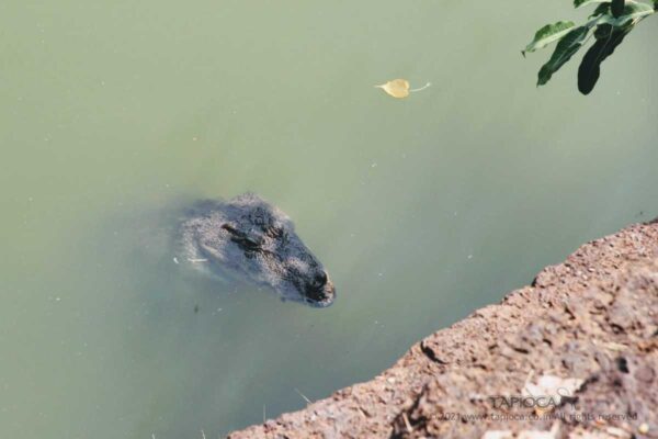 Babiya the crocodile of Ananthapura Temple