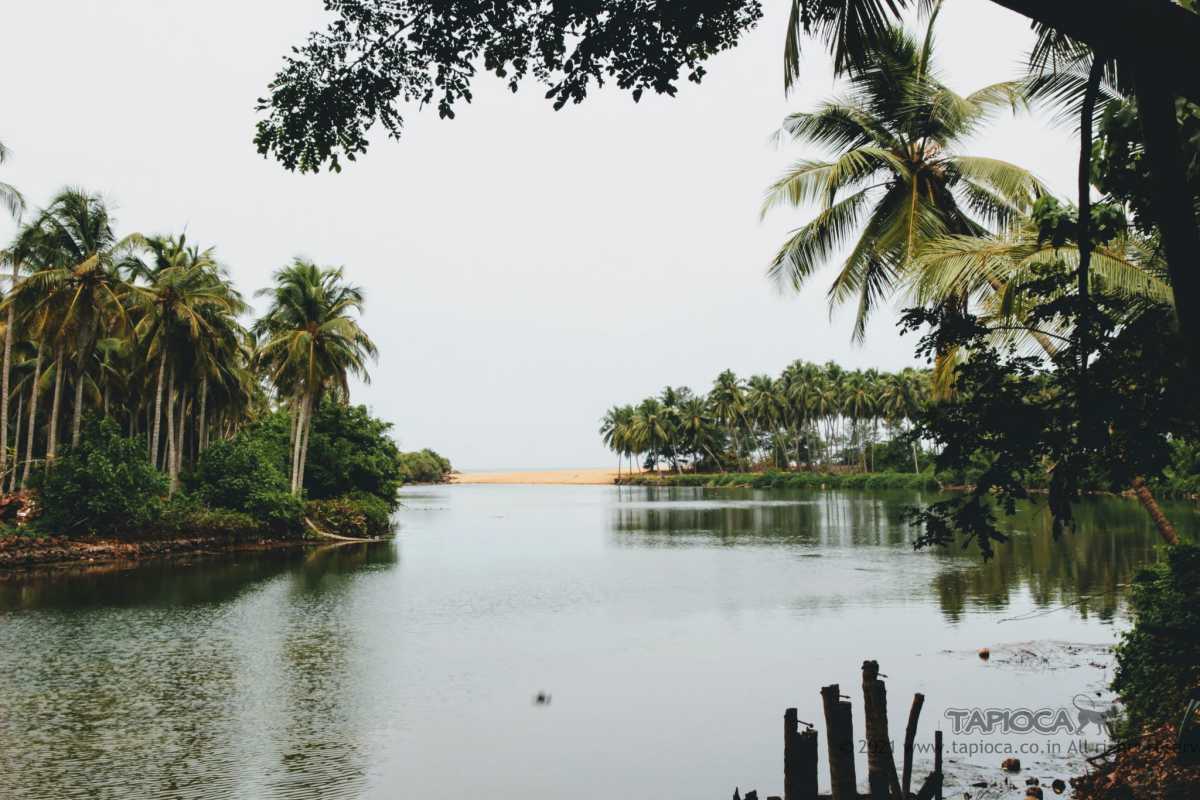 The Kappil Backwaters is located inside this resort. Seen in the background is the Kappil beach, a short short stroll through the  coconut palm groves in the resort.