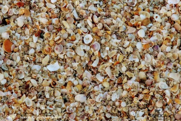 Sea Shells Velsao Beach