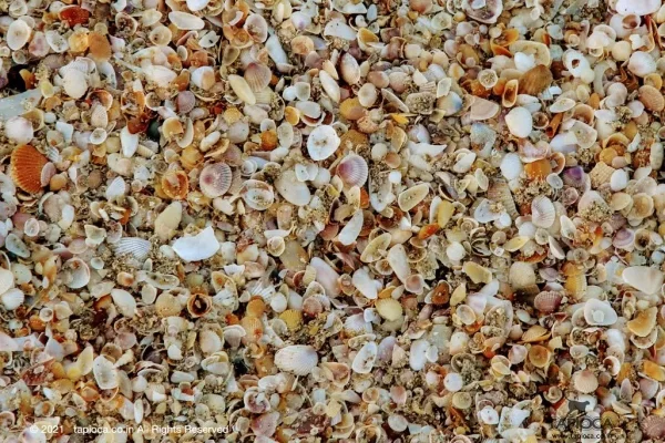 Sea Shells Velsao Beach
