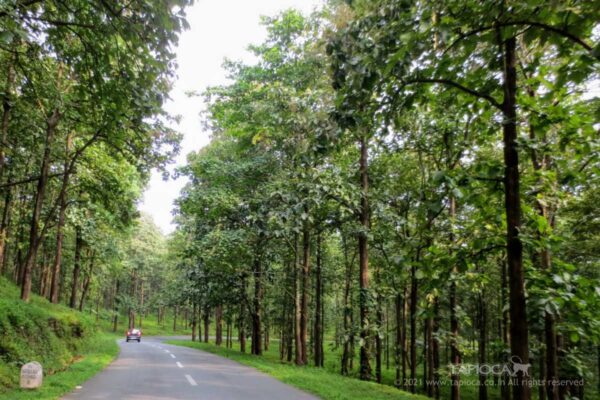 Road to Wayanad near Mananthavady.