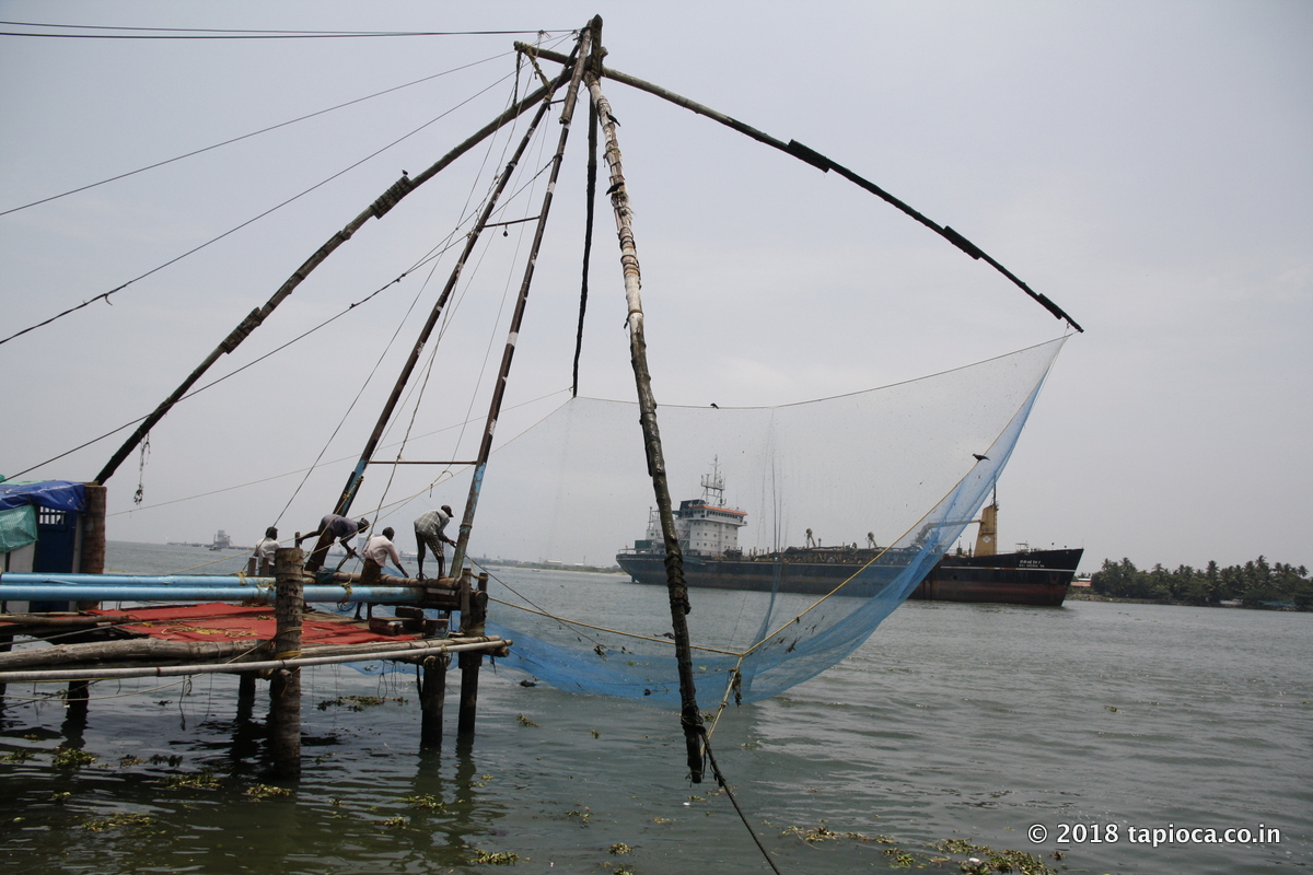 Catching fish in Kochi backwaters with Chinese Fishing net.  