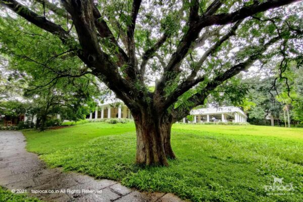 Tamarind tree inside Golden Landmark Mysore