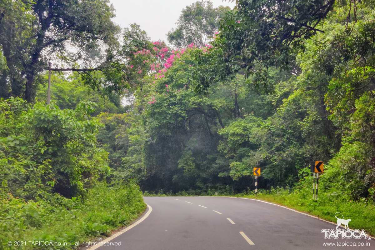 This 22km road winds through the scenic forest till it reaches Subramanya town.