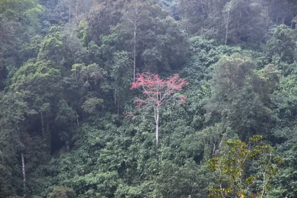Western Ghats Forest